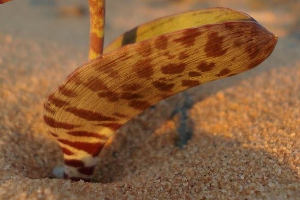 Lachenalia buchubergensis leaf