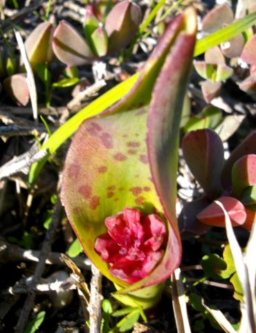 Lachenalia bulbifera budding
