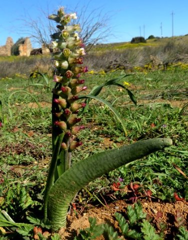 Lachenalia canaliculata