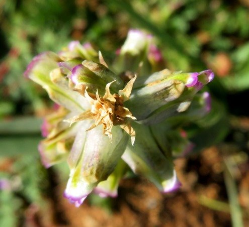 Lachenalia canaliculata top of the inflorescence