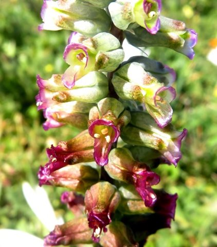 Lachenalia canaliculata flowers