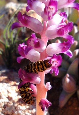 Lachenalia carnosa being eaten