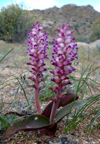 Lachenalia carnosa blue-purple lobe tips