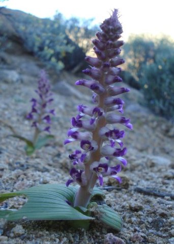 Lachenalia