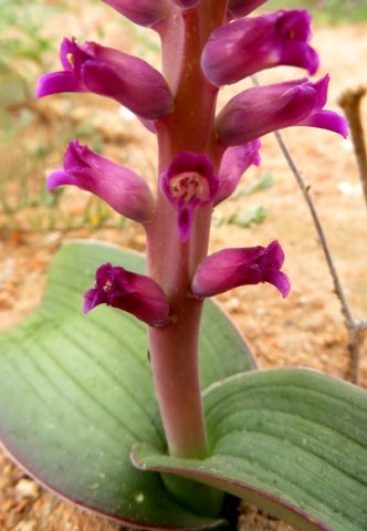Lachenalia carnosa stem base