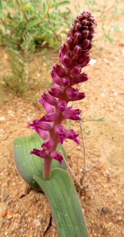 Lachenalia carnosa