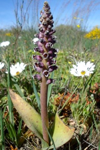 Lachenalia suaveolens