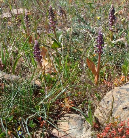 Lachenalia suaveolens in numbers