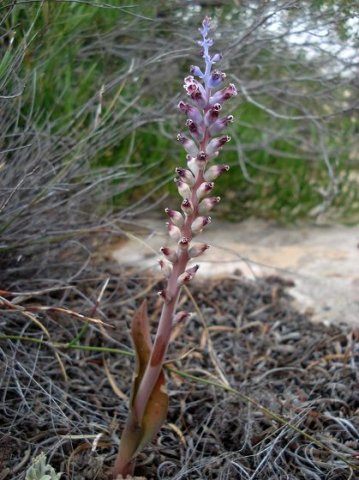 Lachenalia membranacea