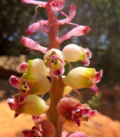 Lachenalia membranacea successful and failed flowers