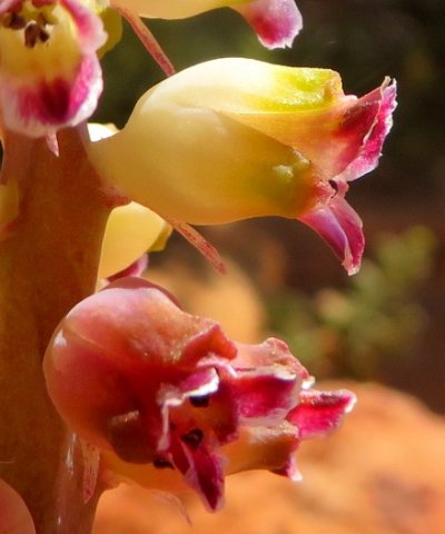 Lachenalia membranacea flowers