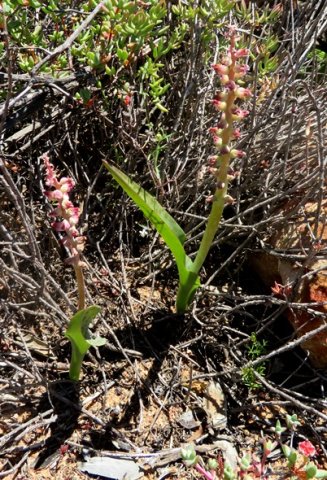 Lachenalia membranacea pointed leaf