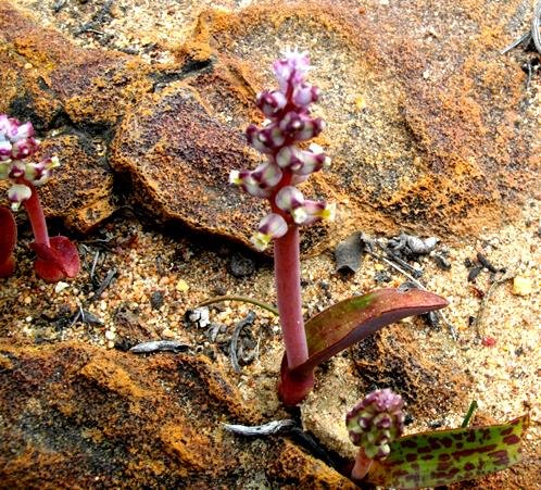 Lachenalia mutabilis inflorescence