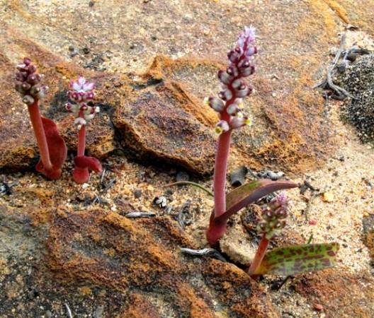 Lachenalia mutabilis