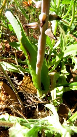 Lachenalia mutabilis leaf