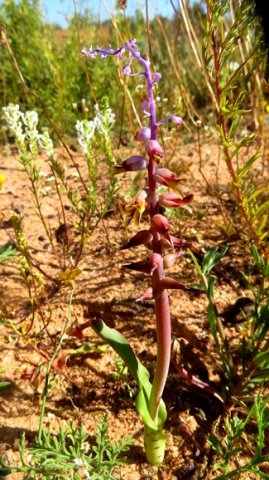 Lachenalia mutabilis in three colours