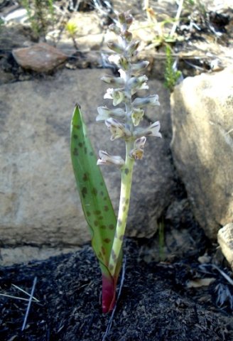 Lachenalia obscura