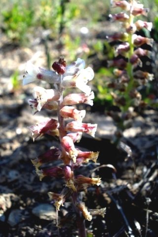 Lachenalia obscura flowers