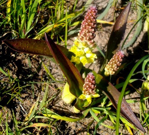 Lachenalia pallida brown-green leaves