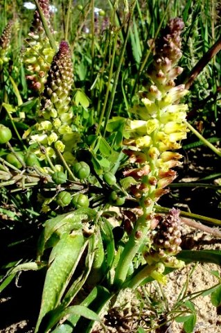 Lachenalia pallida