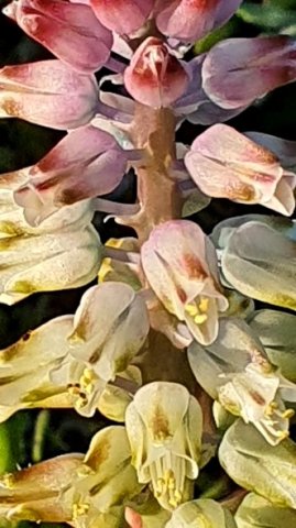 Lachenalia pallida perianth colour change