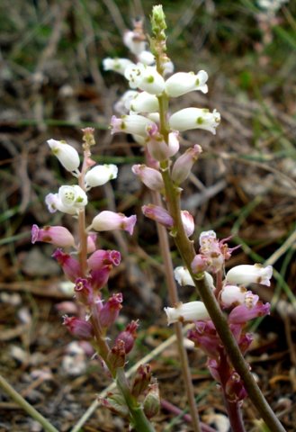Lachenalia peersii