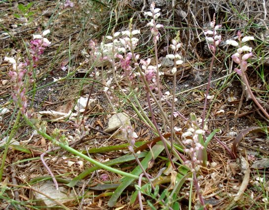 Lachenalia peersii leaves