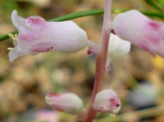 Lachenalia rosea flower