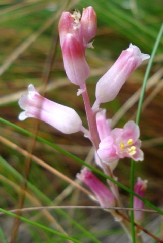 Lachenalia rosea