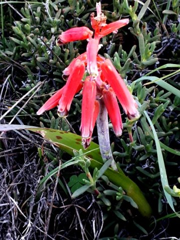 Lachenalia punctata