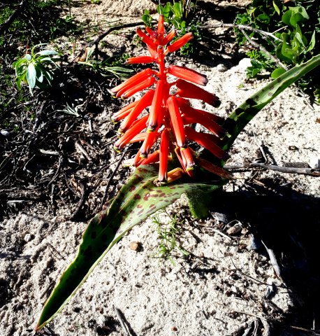 Lachenalia punctata two leaves
