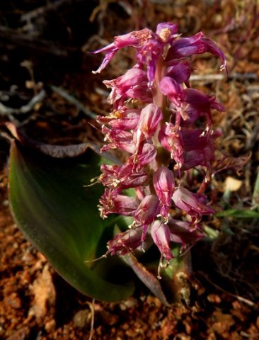 Lachenalia splendida