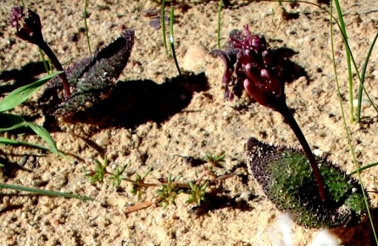 Lachenalia trichophylla