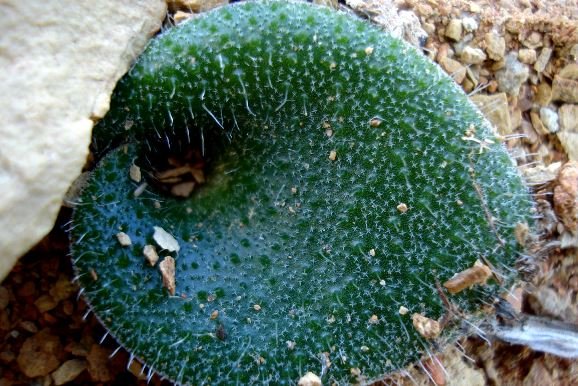 Lachenalia trichophylla leaf