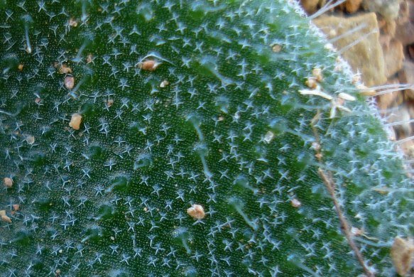 Lachenalia trichophylla leaf detail