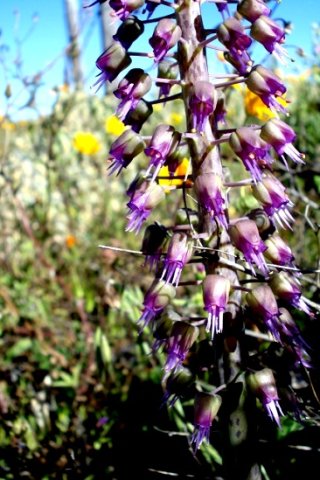 Lachenalia violacea var. glauca