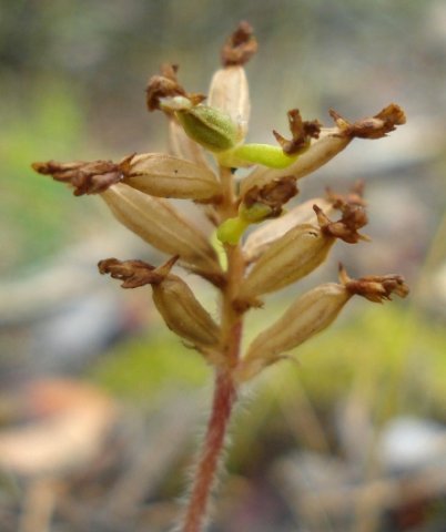 Lachenalia fruit