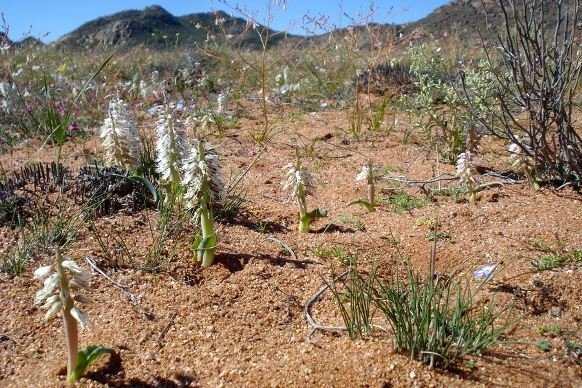 Lachenalia xerophila