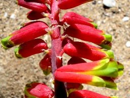 Lachenalia aloides var. aloides