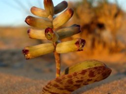 Lachenalia buchubergensis