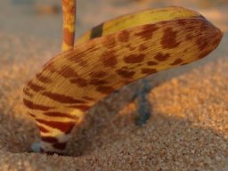 Lachenalia buchubergensis leaf
