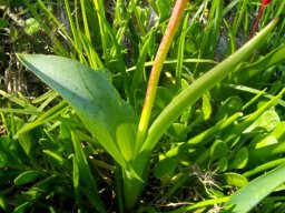 Lachenalia bulbifera leaves and flower stalk