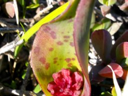 Lachenalia bulbifera budding