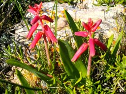 Lachenalia bulbifera in flower