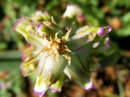Lachenalia canaliculata top of the inflorescence