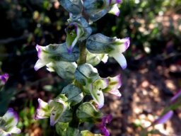 Lachenalia canaliculata outer tepals different
