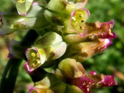 Lachenalia canaliculata anthers