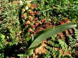 Lachenalia canaliculata leaves