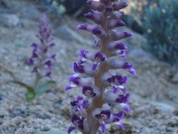 Lachenalia