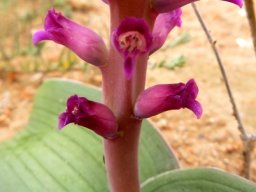 Lachenalia carnosa stem base
